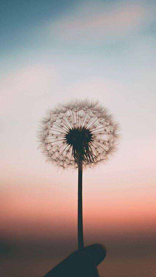 wallpaper手机版苹果wallpaper手机版有ios版吗
