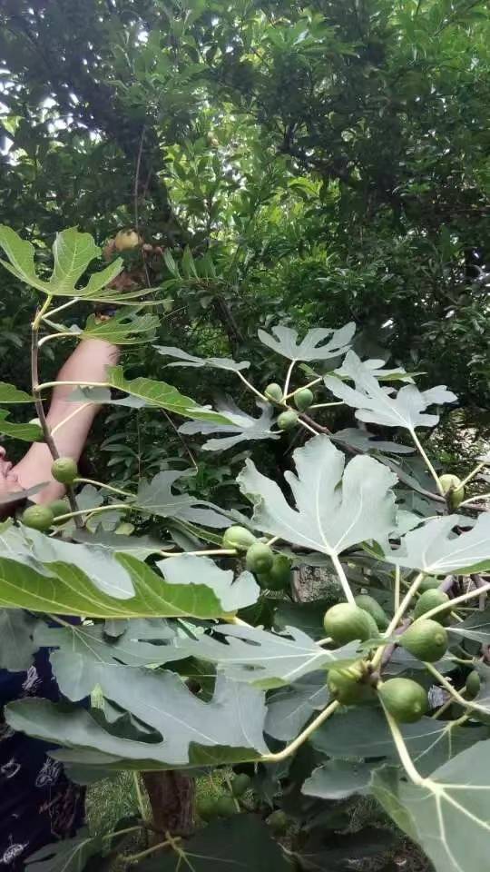 华为手机静音还是会响
:开会时手机响了，员工刚想接却被要求挂掉，次日上班，领导后悔了