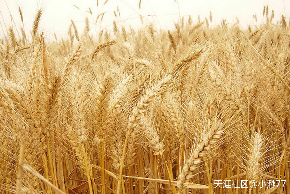 2020年华为手机价格
:2020年小麦价格最新行情：5月小麦价格行情走势分析