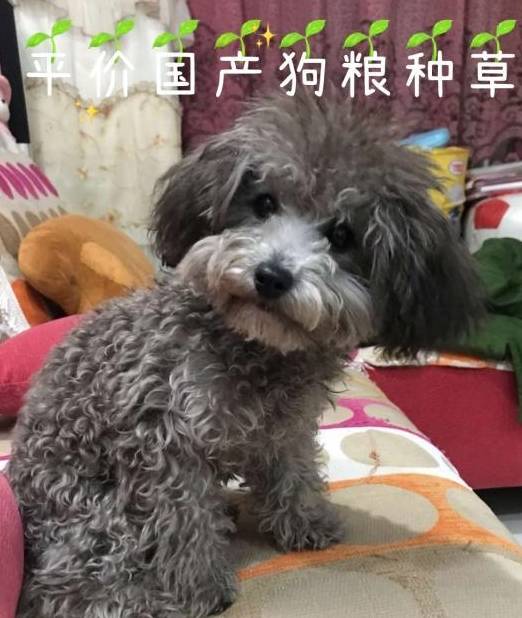华为手机好又便宜的手机号
:狗粮哪个牌子好又便宜？美毛护肤的性价比天然狗粮推荐！