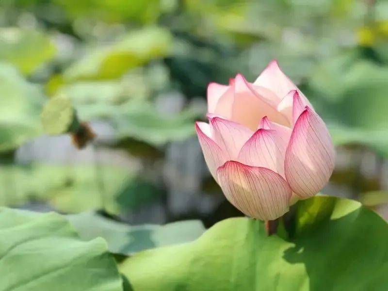 下载铃声美丽爵士版苹果:川上新村·塞上水乡-第2张图片-亚星国际官网
