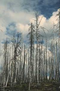宠物壁纸苹果版免费-第3张图片-亚星国际官网 宠物壁纸苹果版免费-第3张图片-亚星国际官网