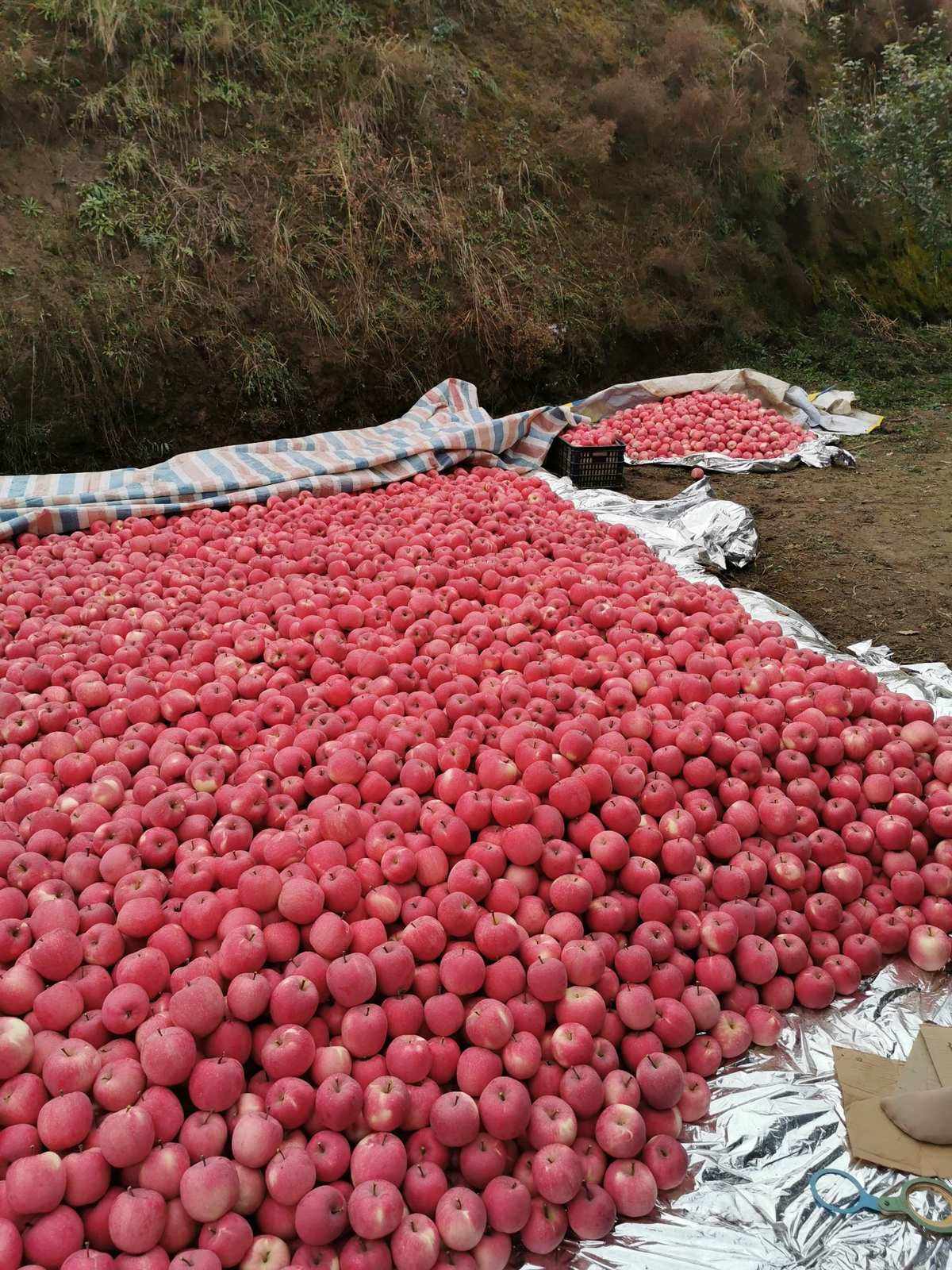 静宁苹果今日新闻静宁苹果多少钱一斤-第2张图片-亚星国际官网