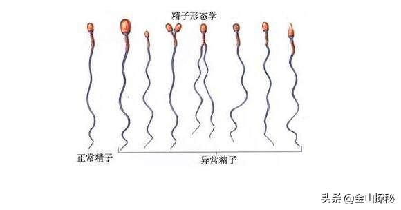精子网手机版精子网永久网站入口