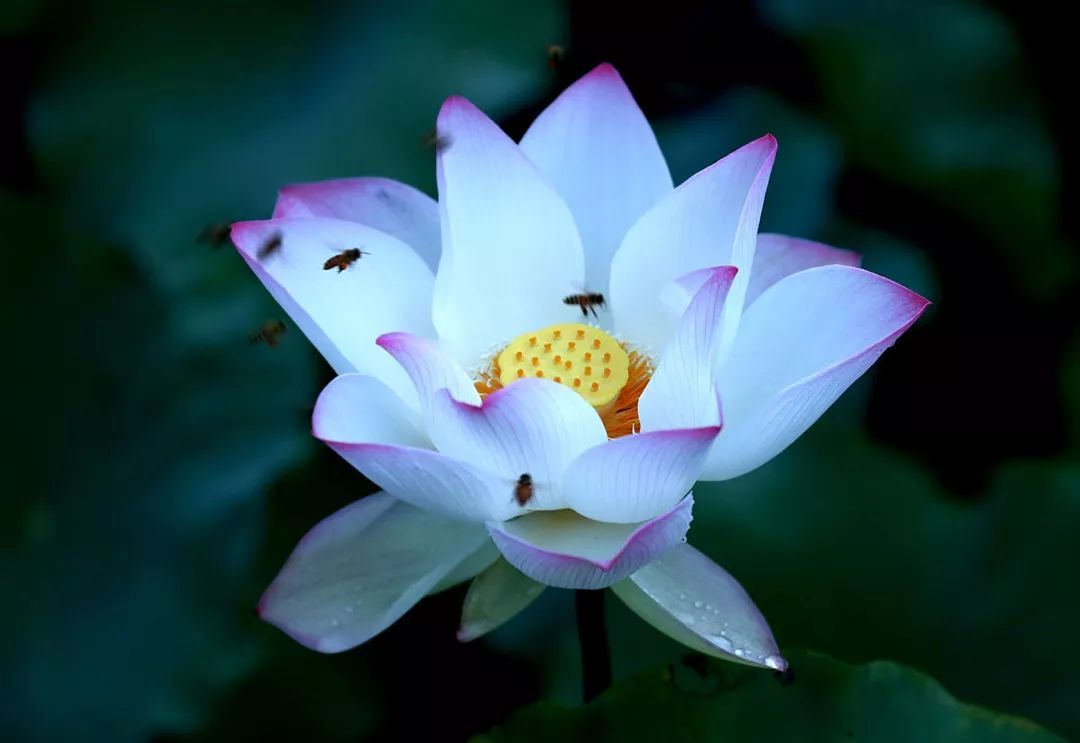 掌金赞苹果版钱咖苹果版叫什么-第2张图片-亚星国际官网