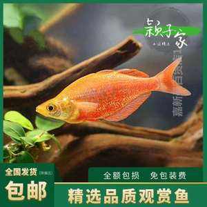 小红鱼苹果版儋州红鱼干多少钱一斤