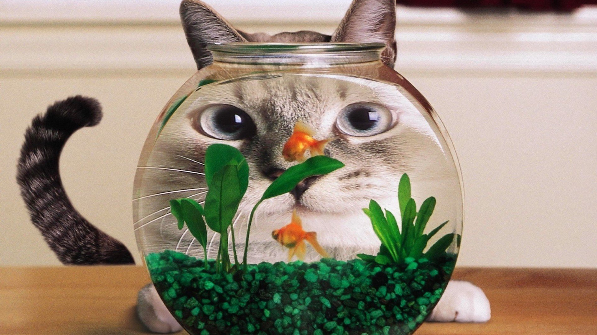 可爱猫咪安卓版猫咪真的可爱下载