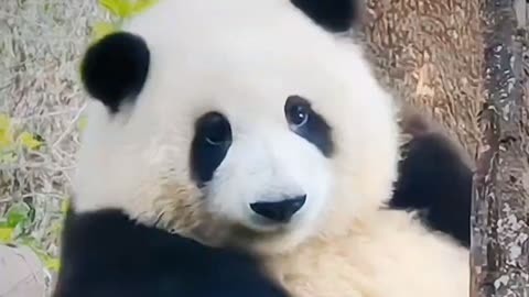 小苹果动物版灯会筷子兄弟正版小苹果舞蹈视频